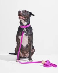 Collars and Leashes