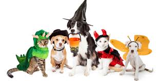Pet Costumes